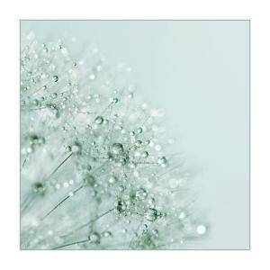 Dandelion Diamonds - Alyson Fennell Photography