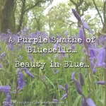 a purple swathe of bluebells, purple swathe, beauty in blue, the last krystallos,