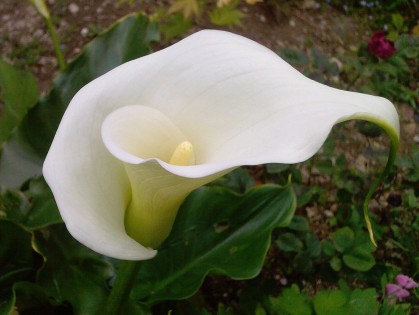 arum lily, zantedeschia, 