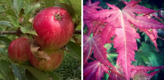 discovery apples, red apples, autumn leaves, the last krystallos,