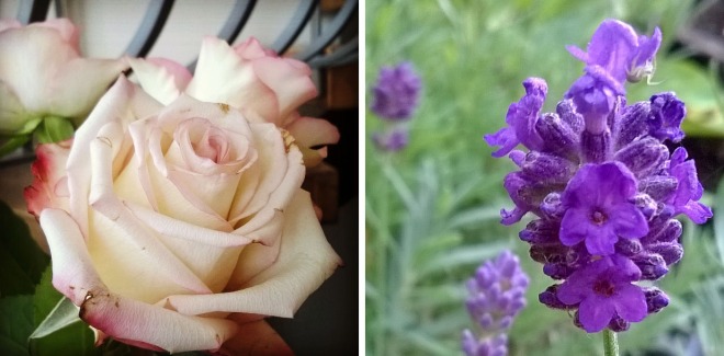 roses and lavender, the last krystallos,