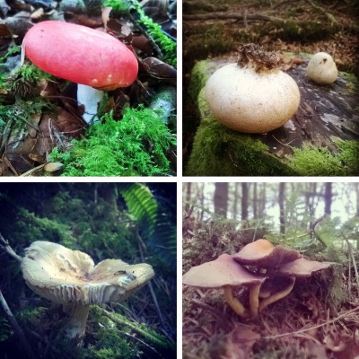 mushrooms and toadstools, the last krystallos, 