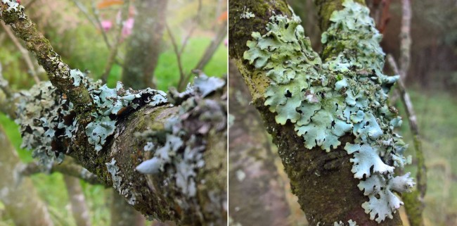 Foliose-lichen-heart-cherry-tree-The-Last-Krystallos