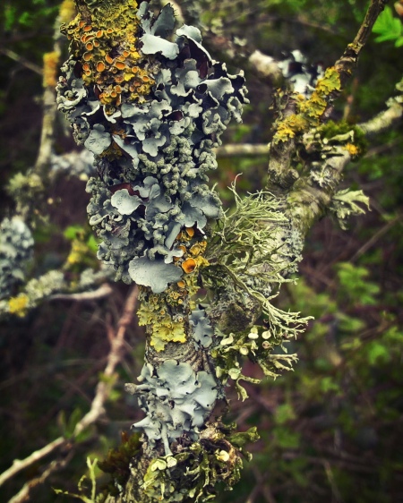 The-Trouble-With-Lichen-The-Last-Krystallos-five-varieties-of-lichen