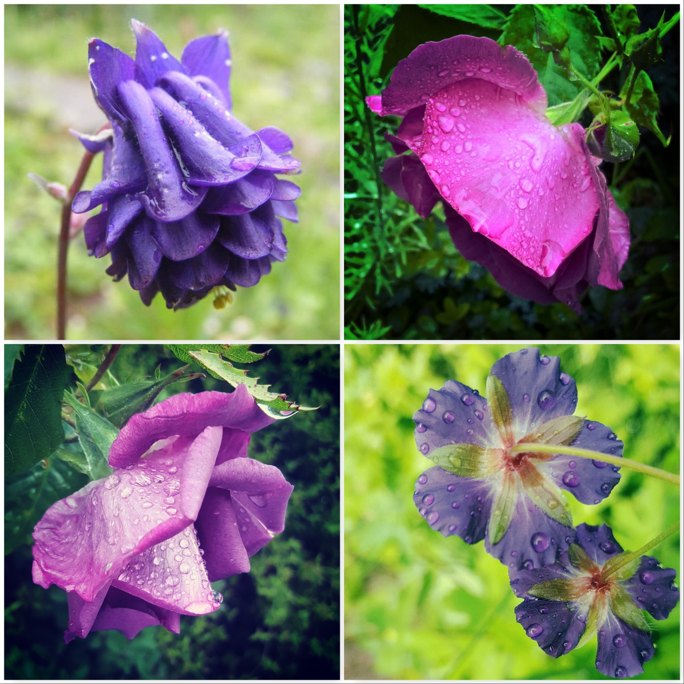 aquilegia-rhapsody-in-blue-rose-geranium-the-last-krystallos