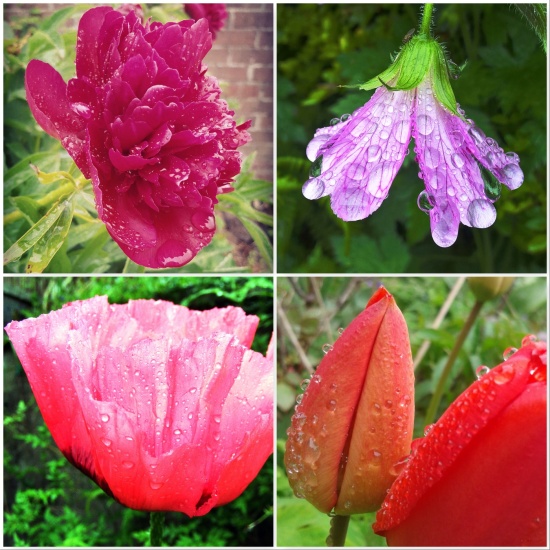 paeony-geranium-poppy-tulip-the-last-krystallos