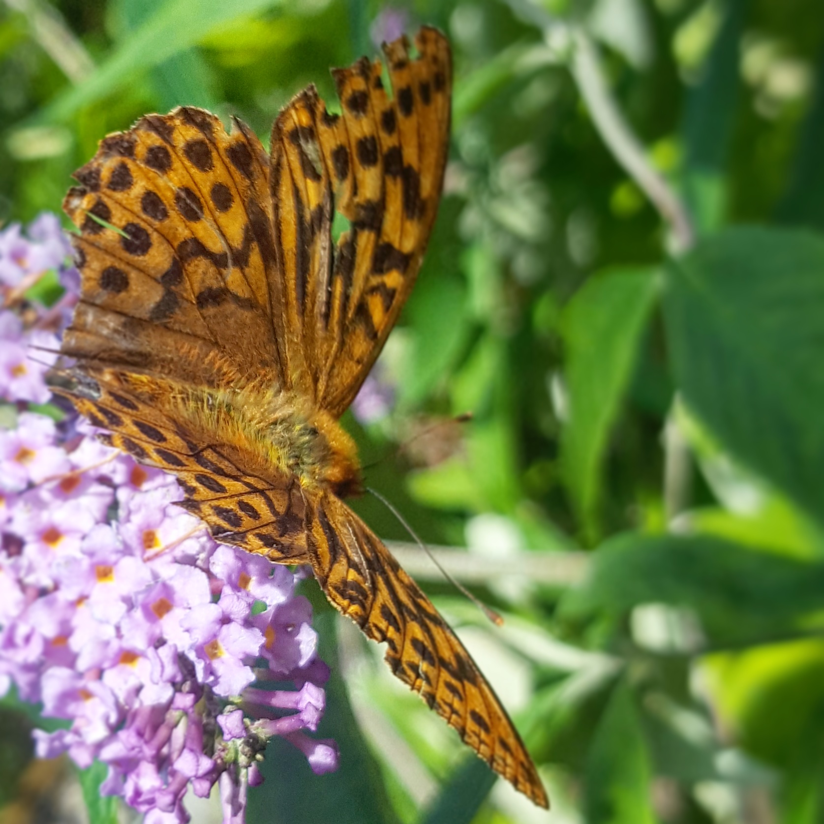 High-Brown-Fritillary-Butterfly-The-Last-Krystallos