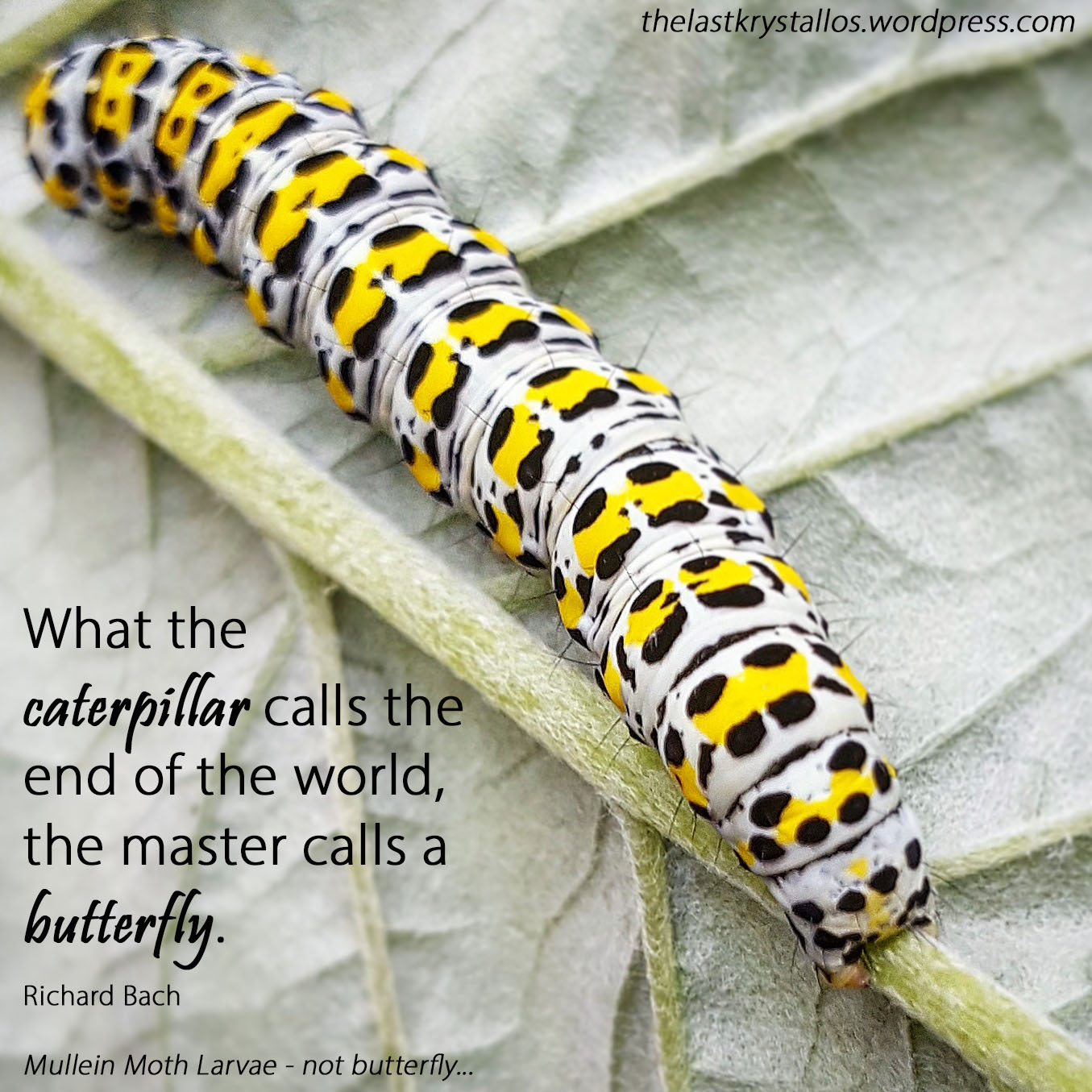 Mullein-Moth-Larvae-Caterpillar -The-Last-Krystallos - caterpillar end of the world a butterfly-Richard Bach