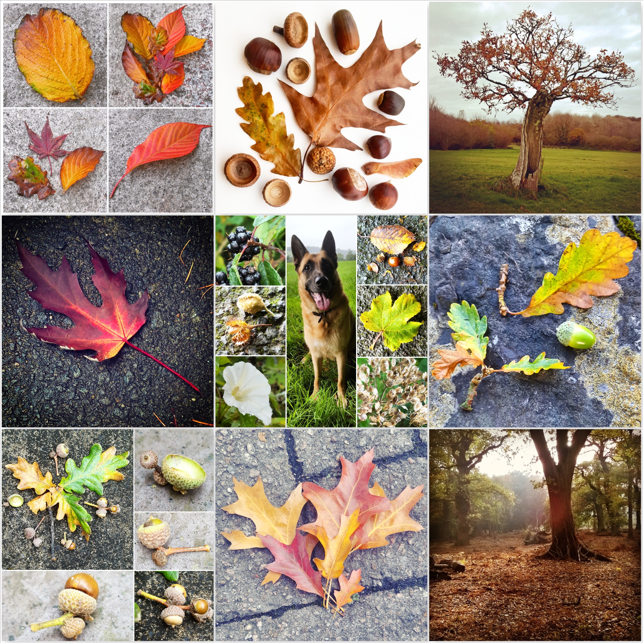 Leaves - Magical Colours of Autumn - The Last Krystallos