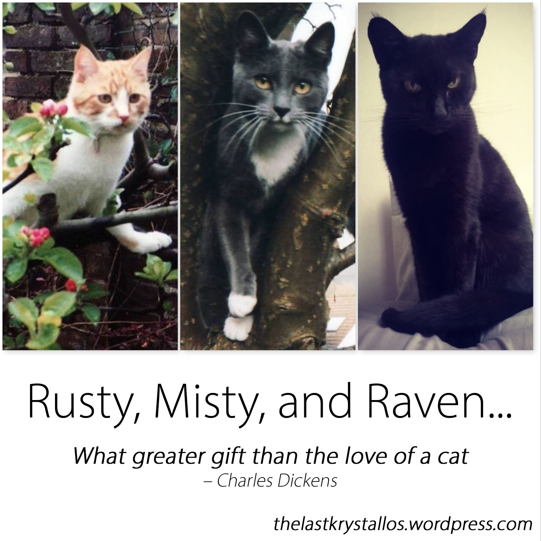 Rusty - ginger cat, Misty - grey cat, and Raven - black cat