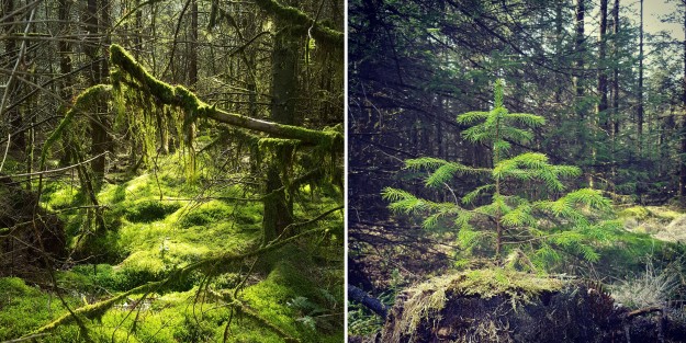 Images of April Brechfa Forest trees